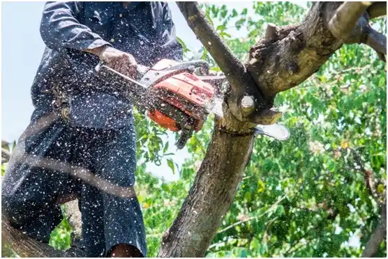 tree services Philomath
